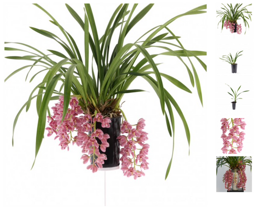 Cymbidium Cascade: Een unieke orchidee van schoonheid en elegantie 🌸