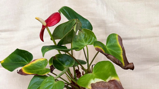 Ze hebben meer planten nodig in hun leven