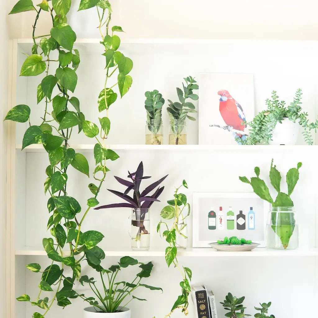 Le piante d'appartamento fanno bene alla salute