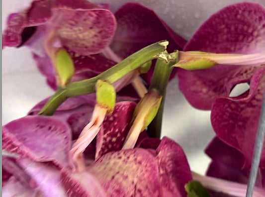 De perfecte onvolmaaktheid van mijn planten