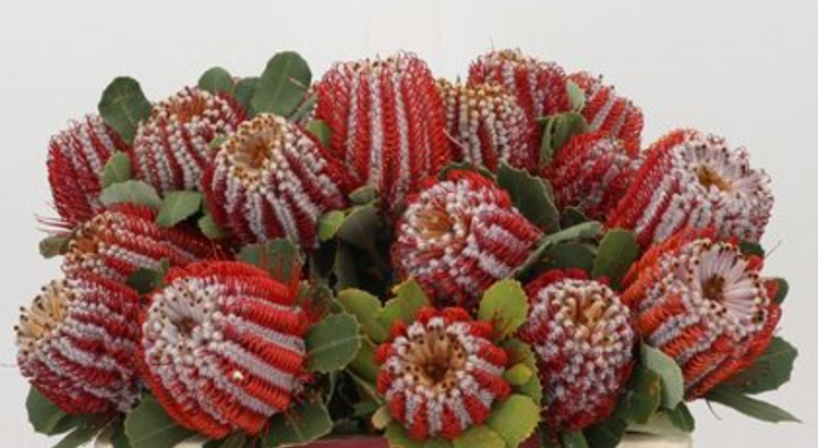 Bloemen voor jou