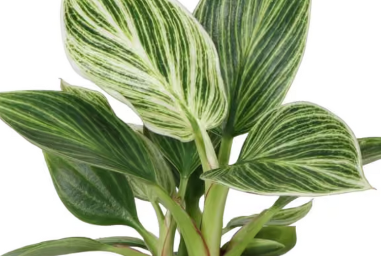 Zeldzame Planten