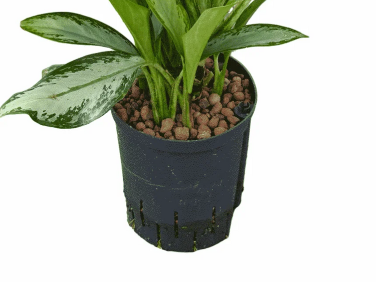 Hydrocultuur