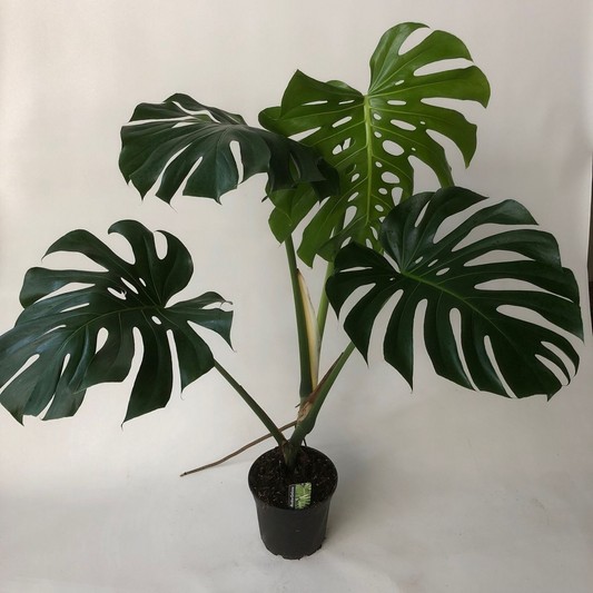 Monstera XXL ( foglie Giganti ) Vaso 24 cm altezza 100 cm