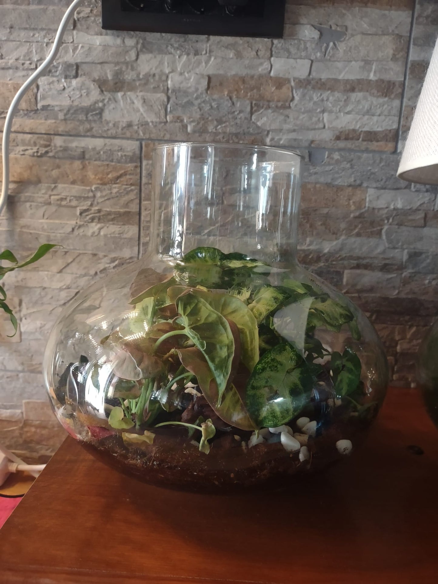 Terrarium Luce Filomena Plants