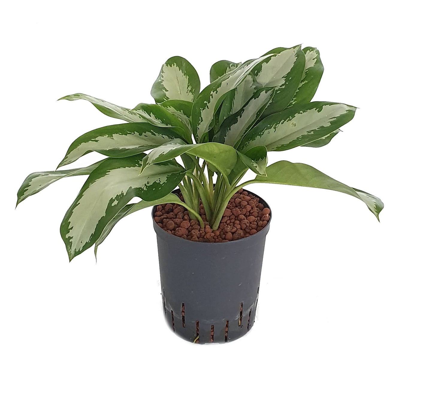 Aglaonema 'Diamond Bay'