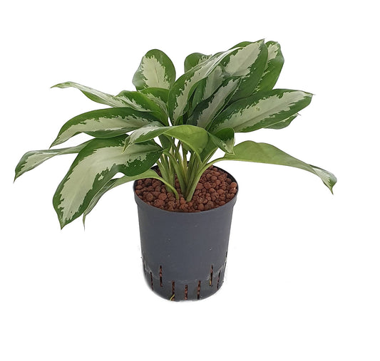 Aglaonema 'Diamond Bay'