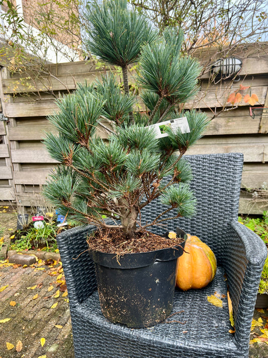 Pinus strobus 'Krüger's Lilliput' - Vaso 29 cm, Altezza 40 cm