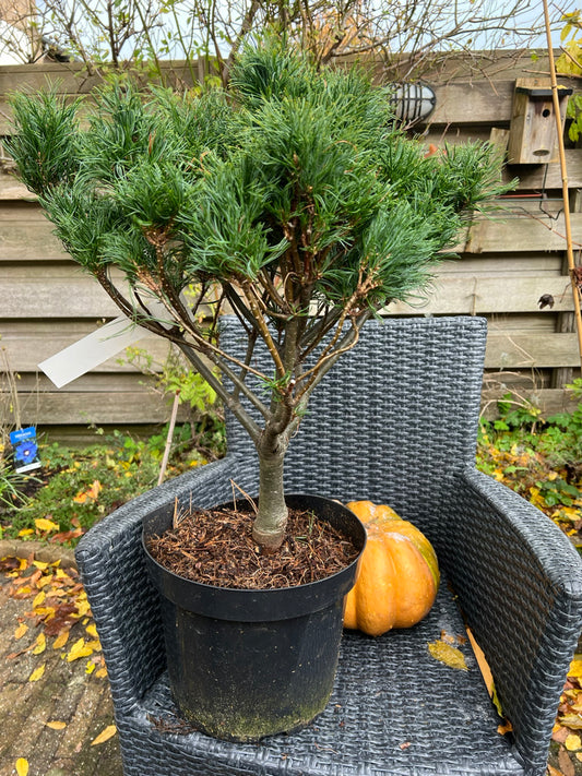 Pinus strobus 'Wiggles' - Vaso 29 cm, Altezza 40 cm