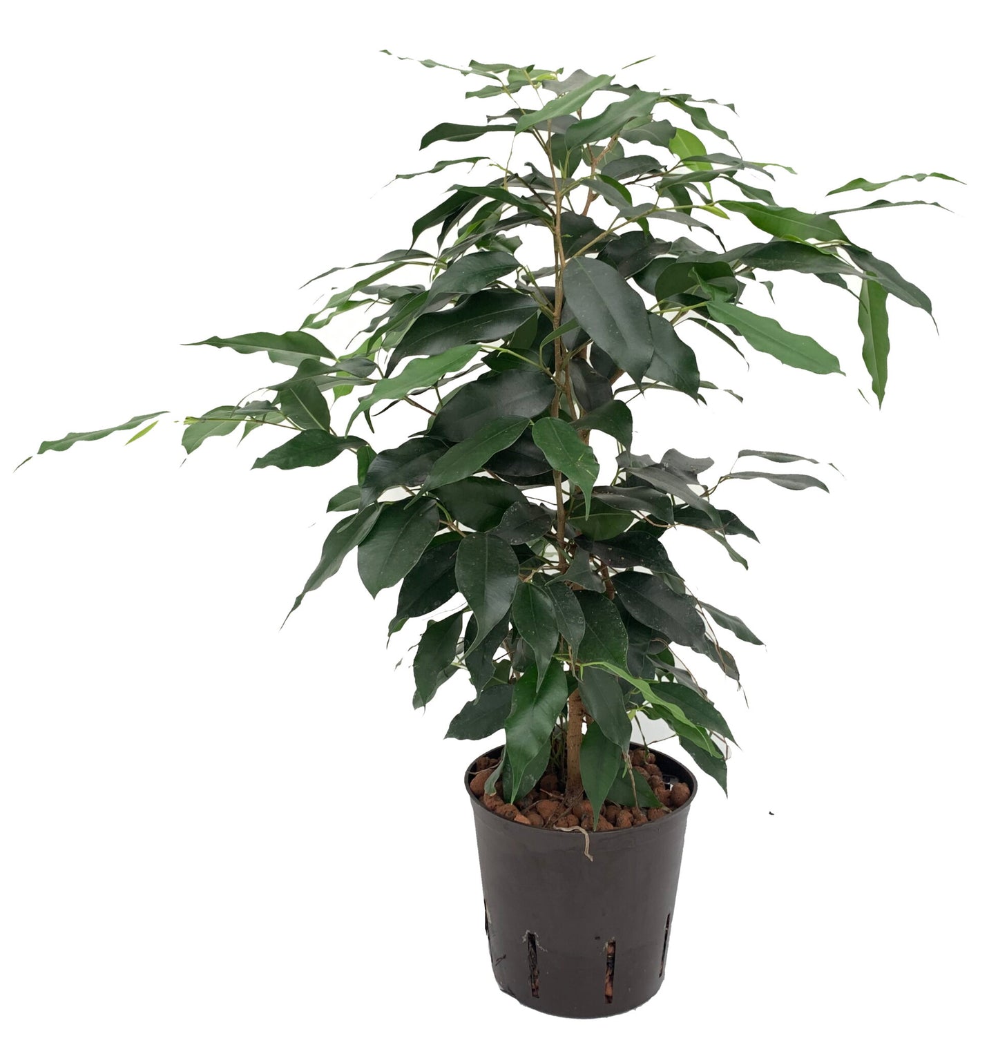 Ficus daniëlle
