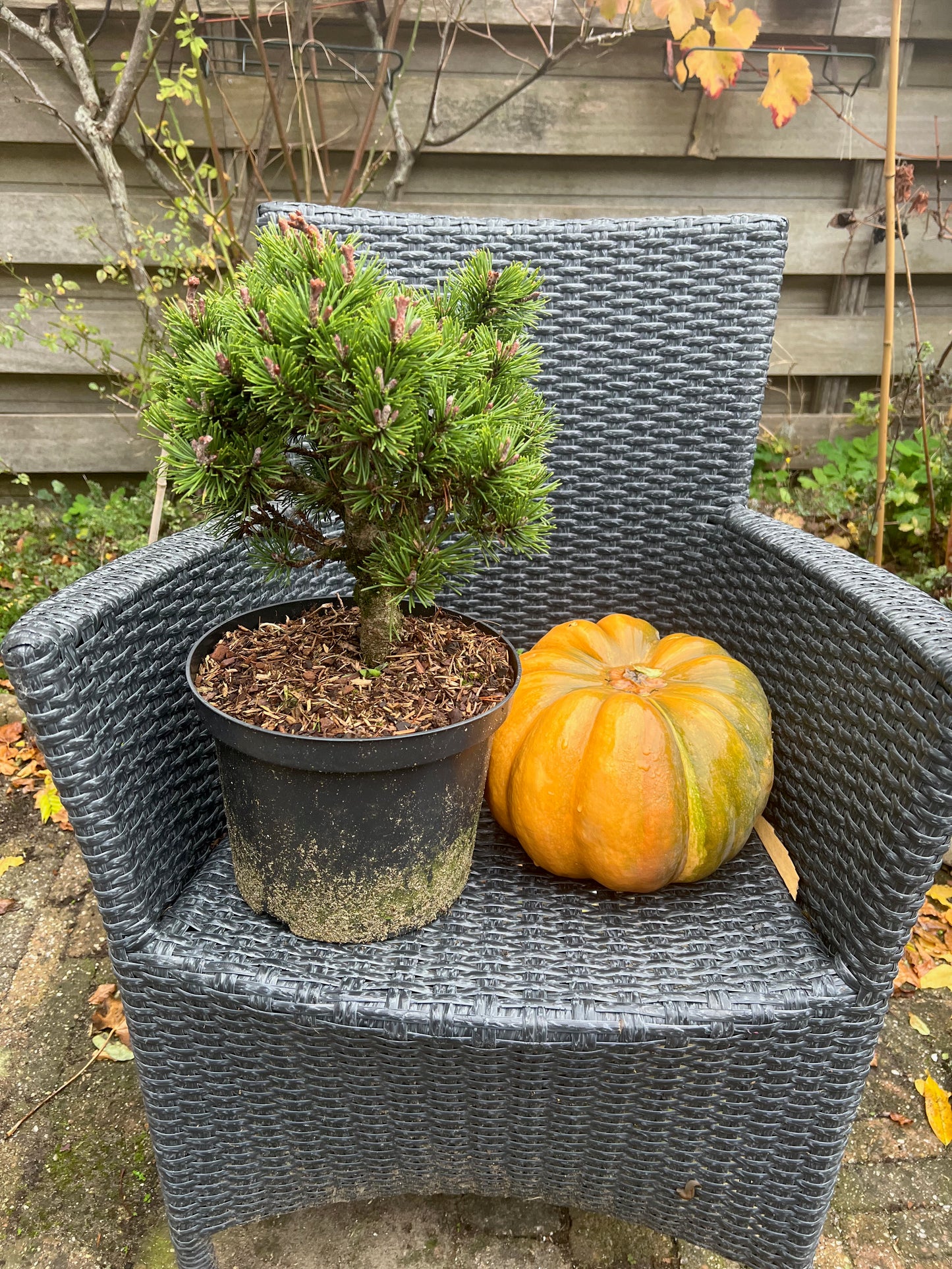 Pinus Mugo Lilliput - Pot 23 cm, Hoogte 30 cm