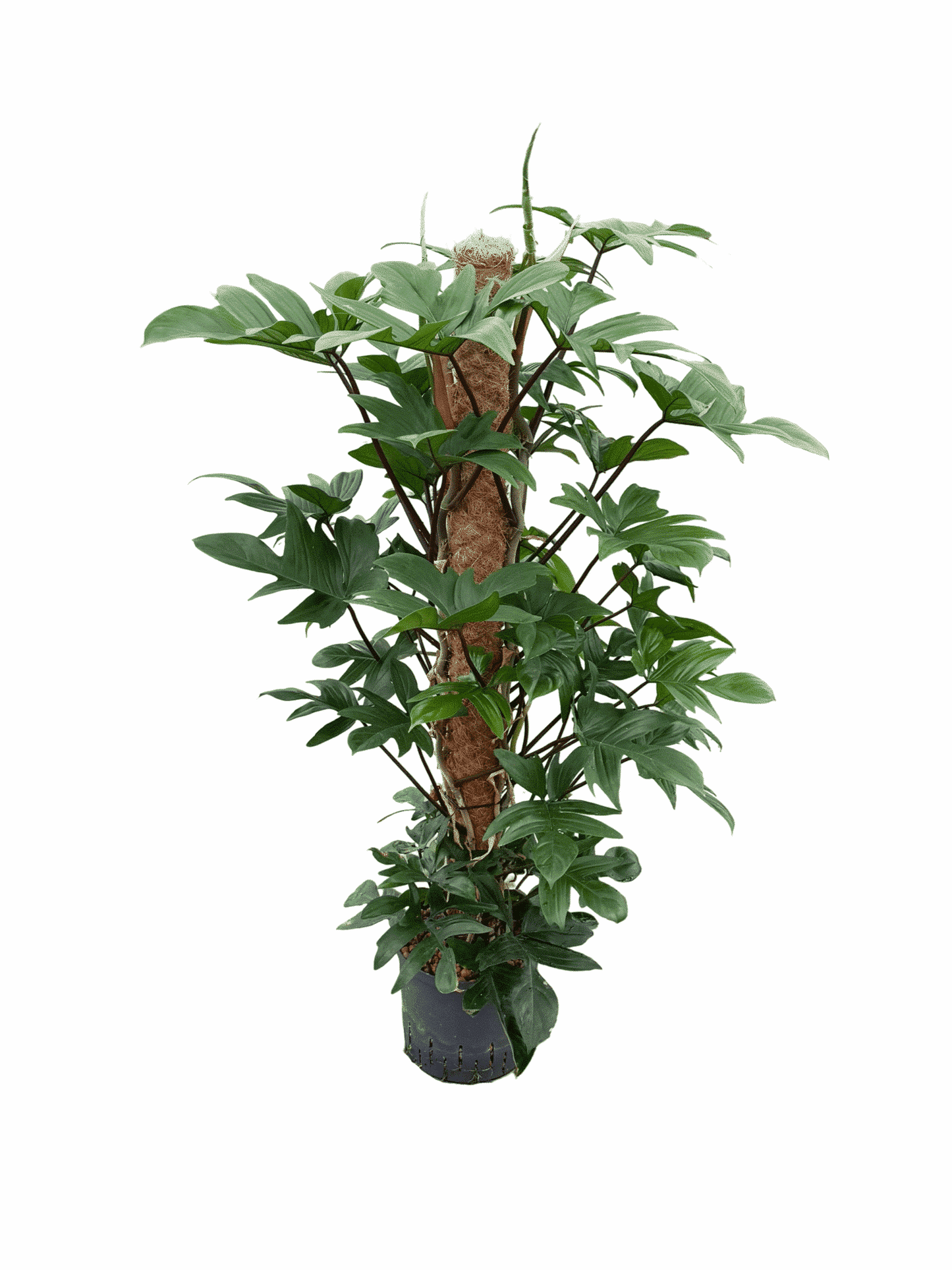 Philodendron pedatum