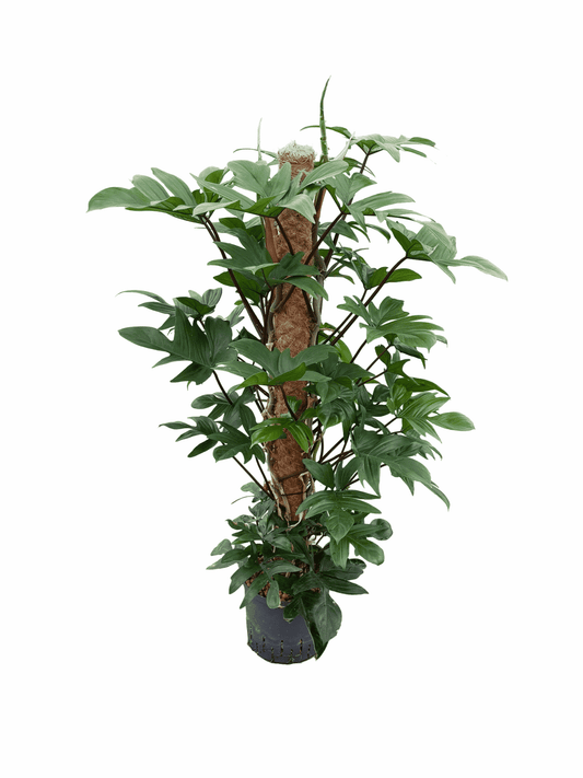 Philodendron pedatum