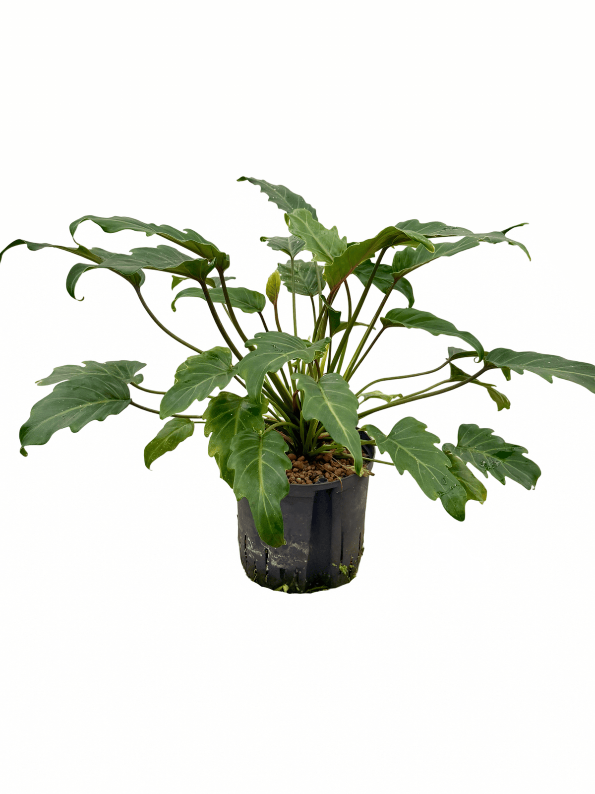 Filodendro 'Xanadu'
