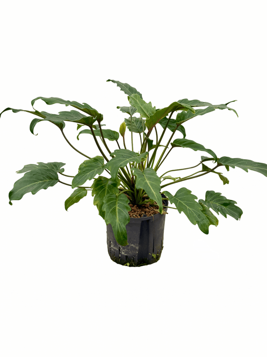 Filodendro 'Xanadu'