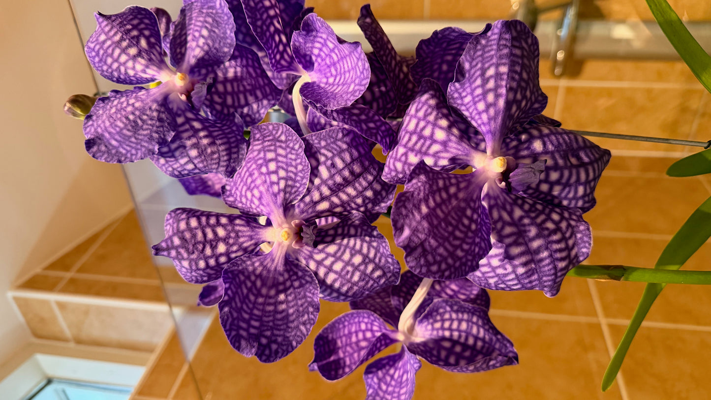 Royal Vanda Orchid XXL (100 cm) – Bare Root Direct from the Dutch Grower