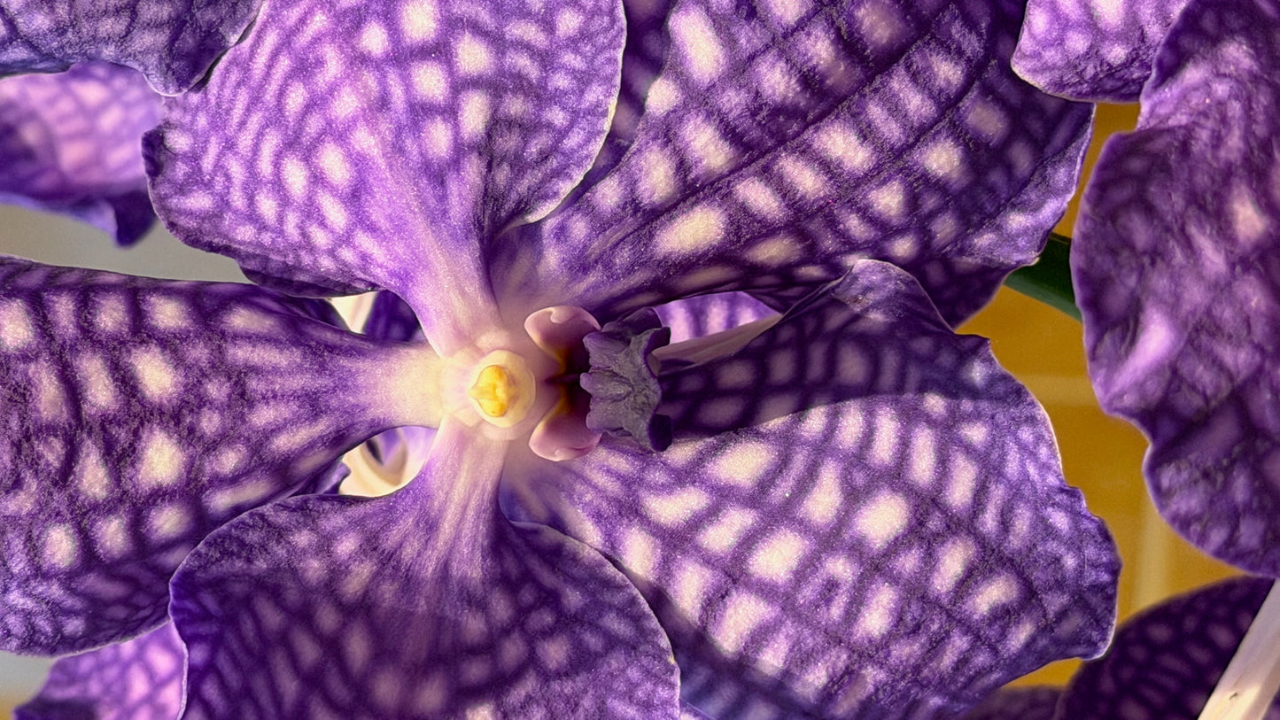 Royal Vanda Orchid XXL (100 cm) – Bare Root Direct from the Dutch Grower