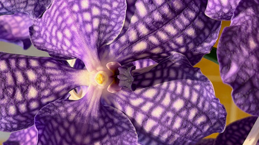 Koninklijke Vanda Orchidee XXL (100 cm) – Direct van de Nederlandse Kweker