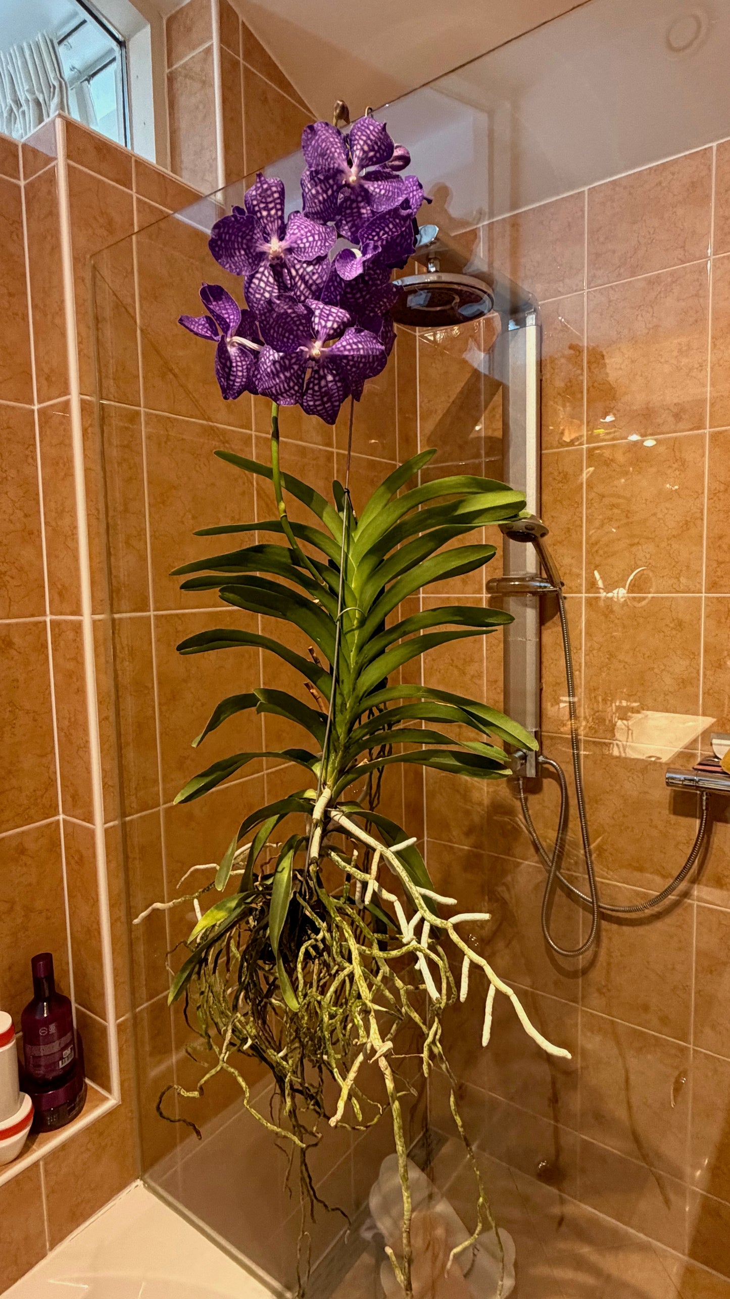 Royal Vanda Orchid XXL (100 cm) – Bare Root Direct from the Dutch Grower