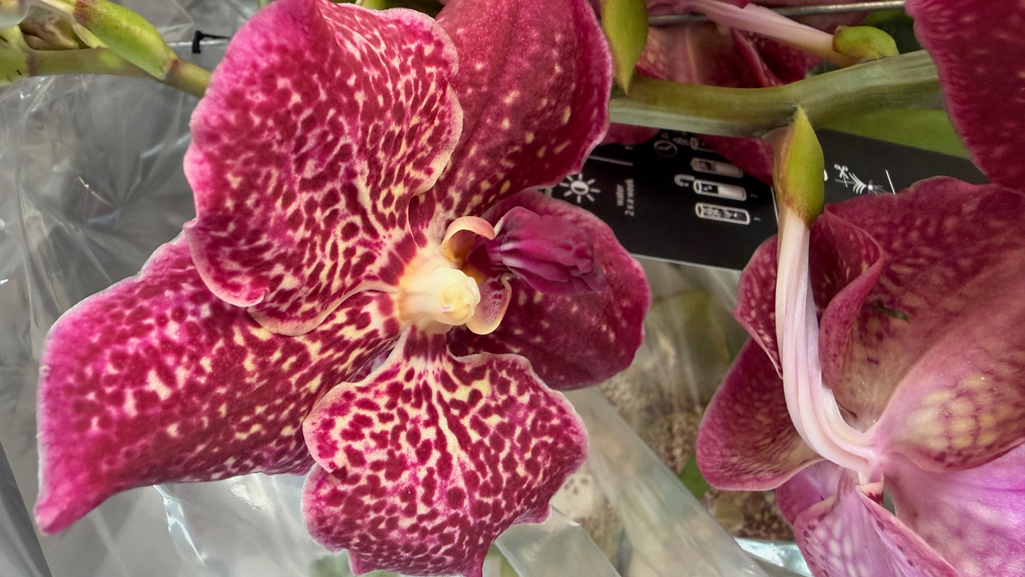 Royal Vanda Orchid XXL (100 cm) – Bare Root Direct from the Dutch Grower