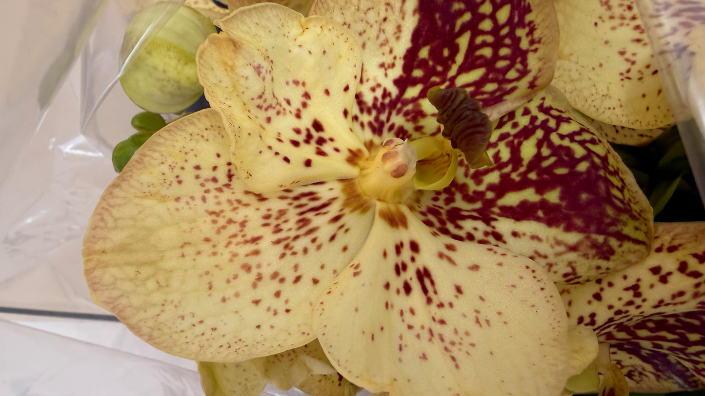 Royal Vanda Orchid XXL (100 cm) – Bare Root Direct from the Dutch Grower