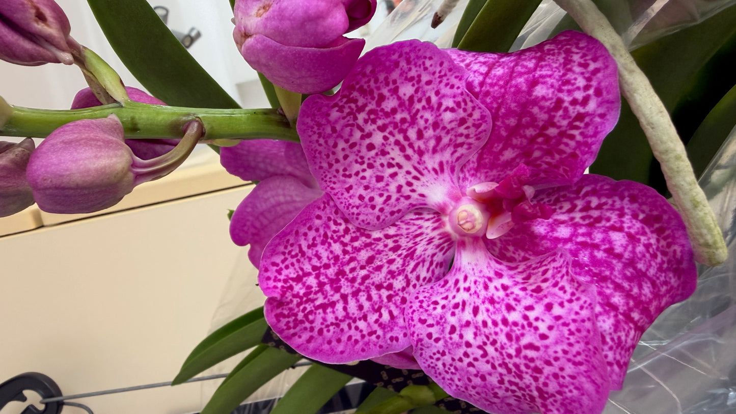 Royal Vanda Orchid XXL (100 cm) – Bare Root Direct from the Dutch Grower