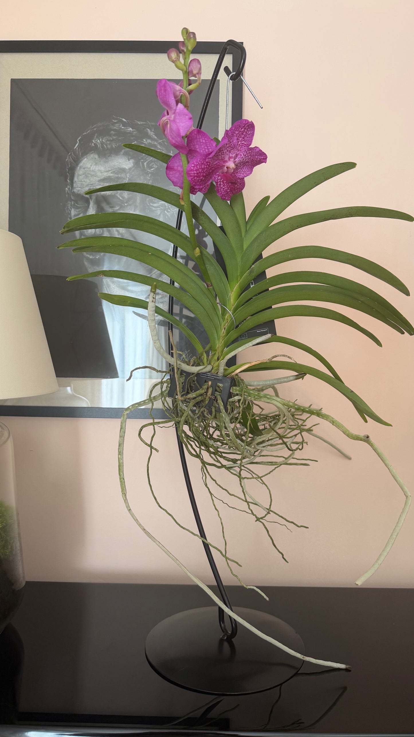 Vanda Orchid with Table Stand | Exotic Luxury