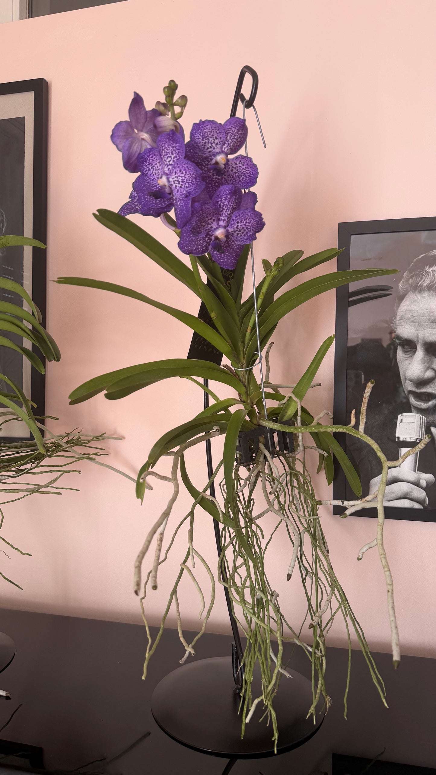Vanda Orchid with Table Stand | Exotic Luxury