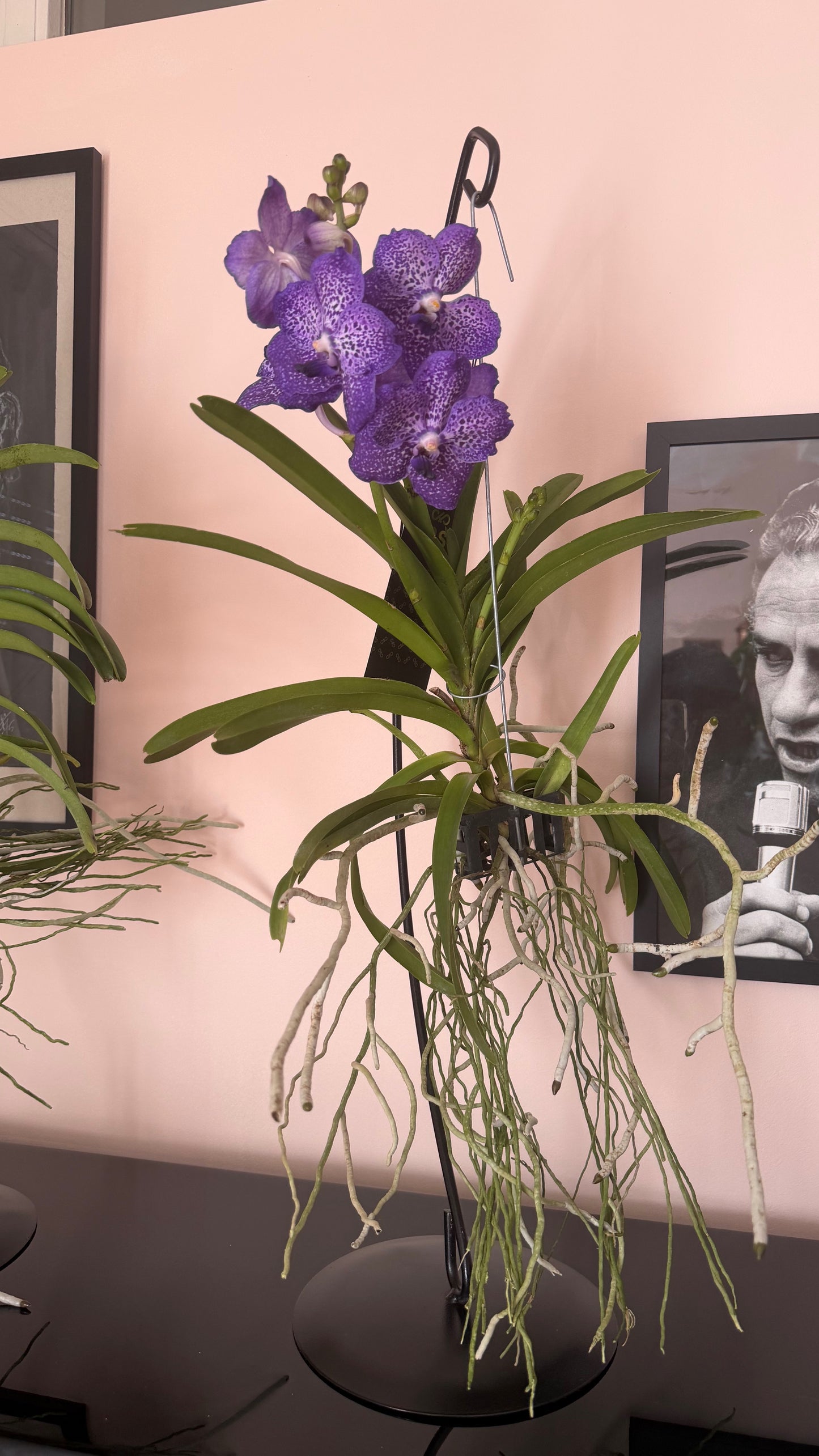 Vanda Orchid with Table Stand | Exotic Luxury
