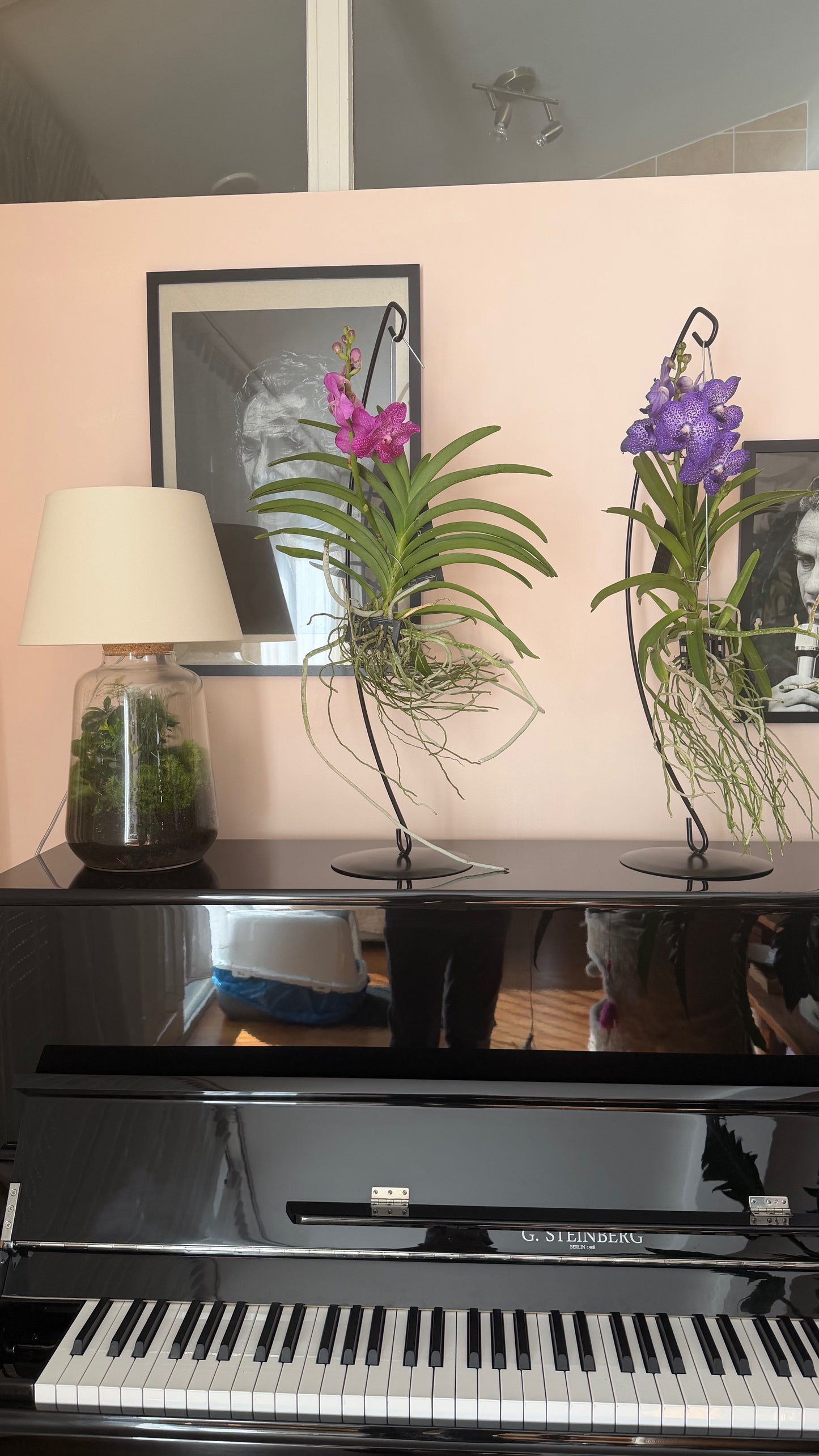 Vanda Orchid with Table Stand | Exotic Luxury