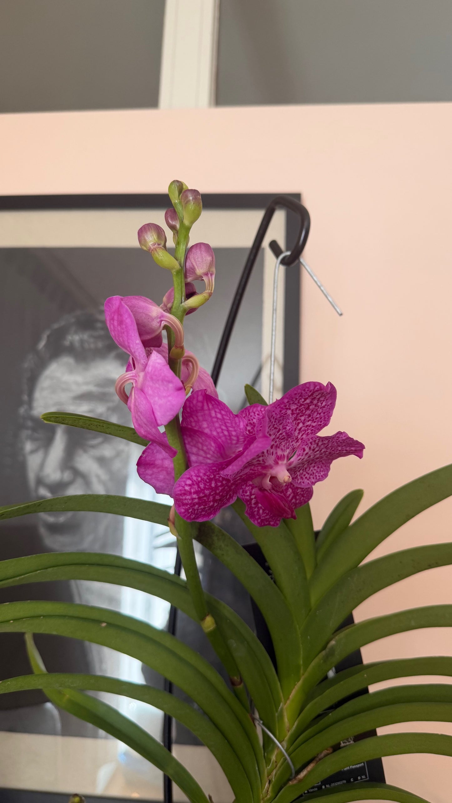 Vanda Orchid with Table Stand | Exotic Luxury
