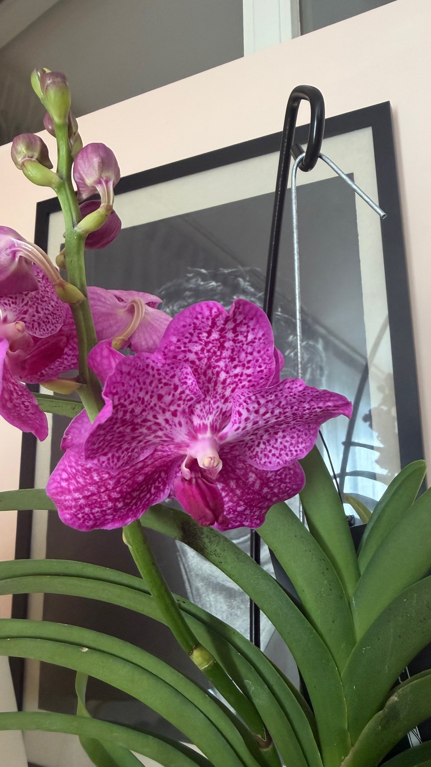 Vanda Orchid with Table Stand | Exotic Luxury