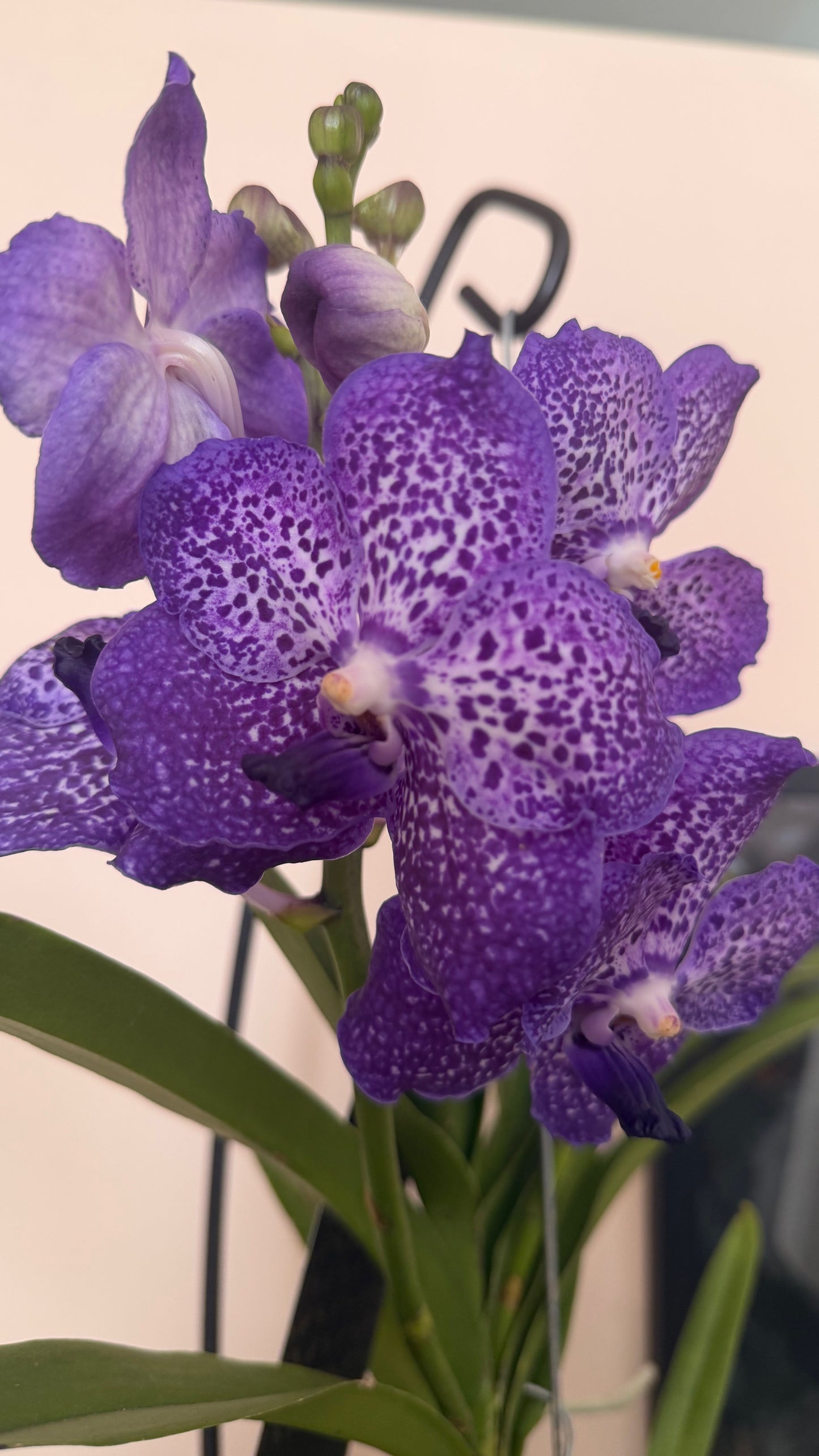 Vanda Hybrid Orchid – Bare Root 40cm | 1, 2 or 4 Plants