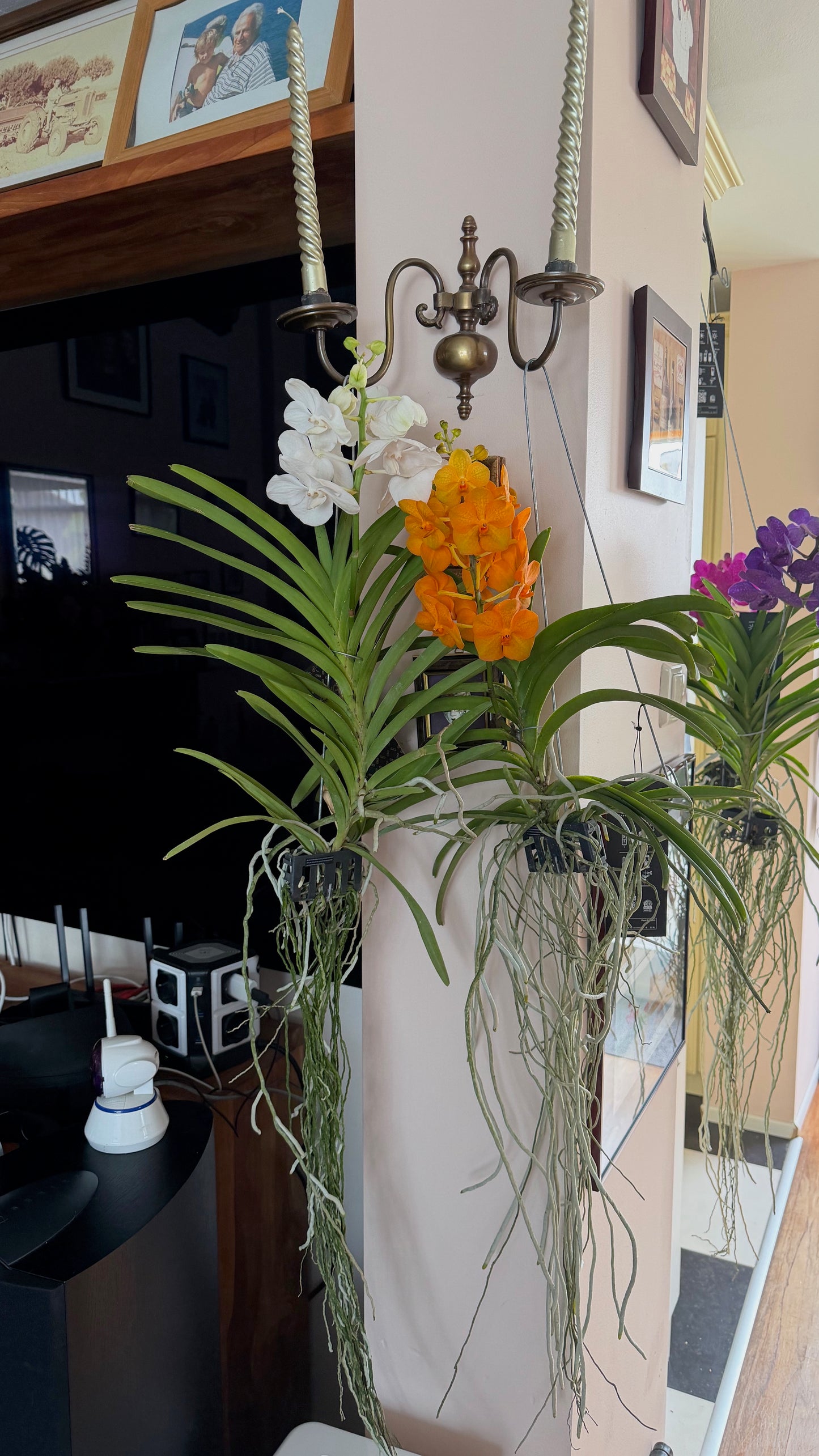 Vanda Hybrid Orchid – Bare Root 40cm | 1, 2 or 4 Plants
