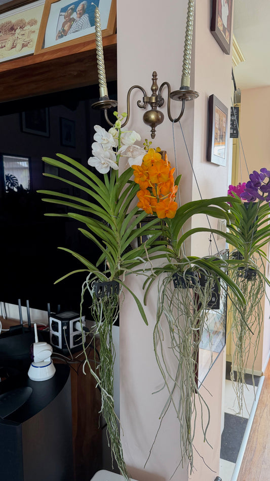 Vanda Hybride Orchidee – Blote Wortel 40cm | 1, 2 of 4 Planten