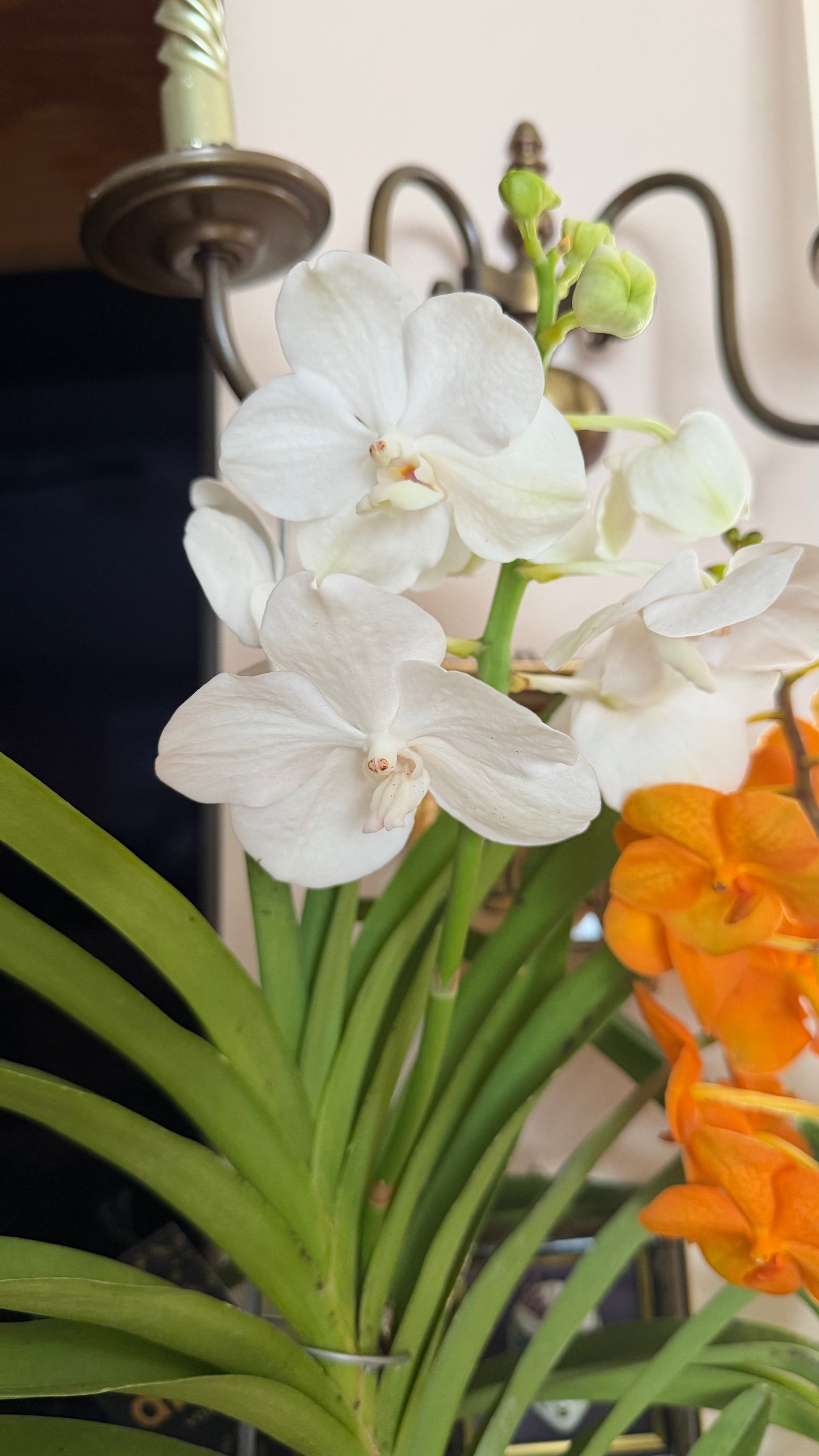 Vanda Hybrid Orchid – Bare Root 40cm | 1, 2 or 4 Plants