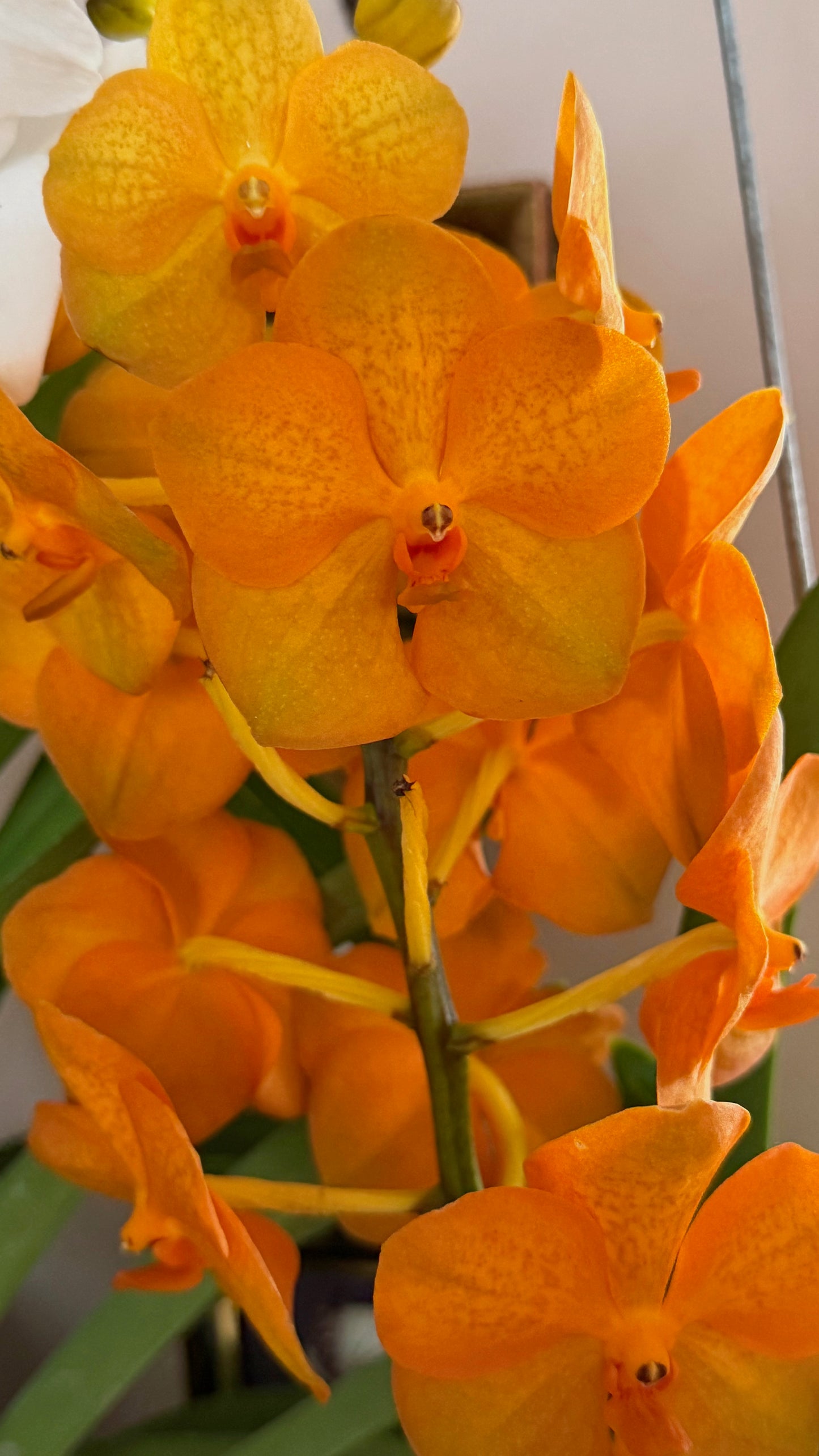 Vanda Hybrid Orchid – Bare Root 40cm | 1, 2 or 4 Plants
