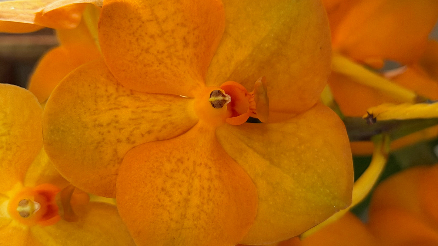 Vanda Hybrid Orchid – Bare Root 40cm | 1, 2 or 4 Plants