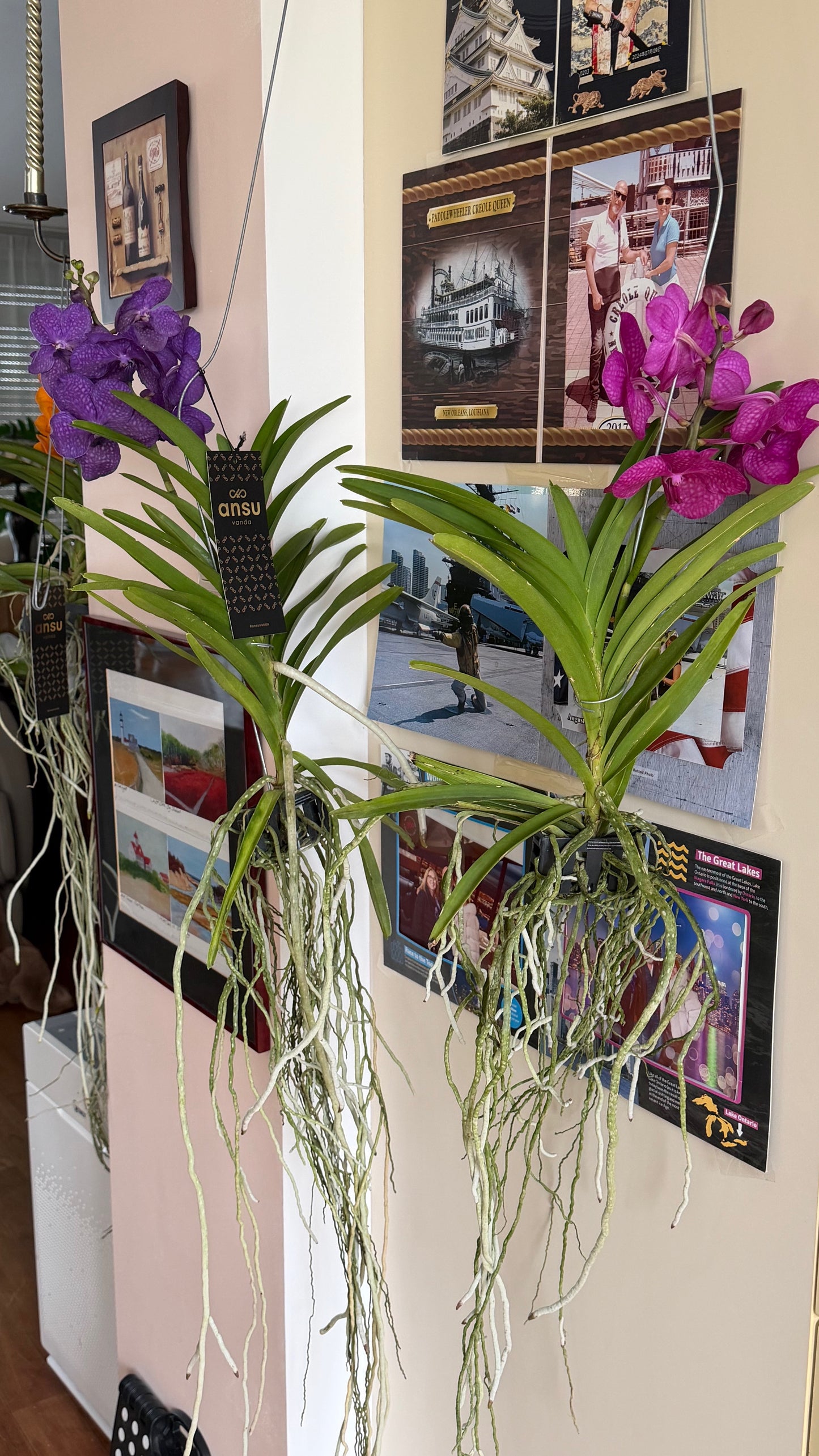 Vanda Hybrid Orchid – Bare Root 40cm | 1, 2 or 4 Plants