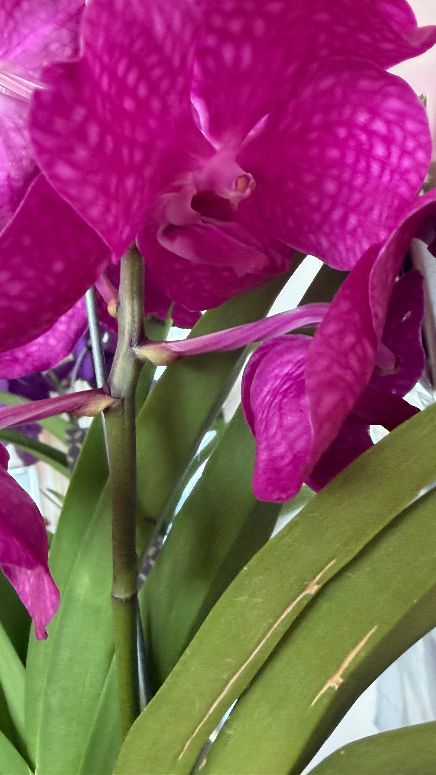 Vanda Hybrid Orchid – Bare Root 40cm | 1, 2 or 4 Plants
