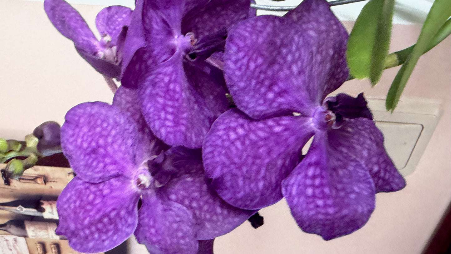 Vanda Hybrid Orchid – Bare Root 40cm | 1, 2 or 4 Plants
