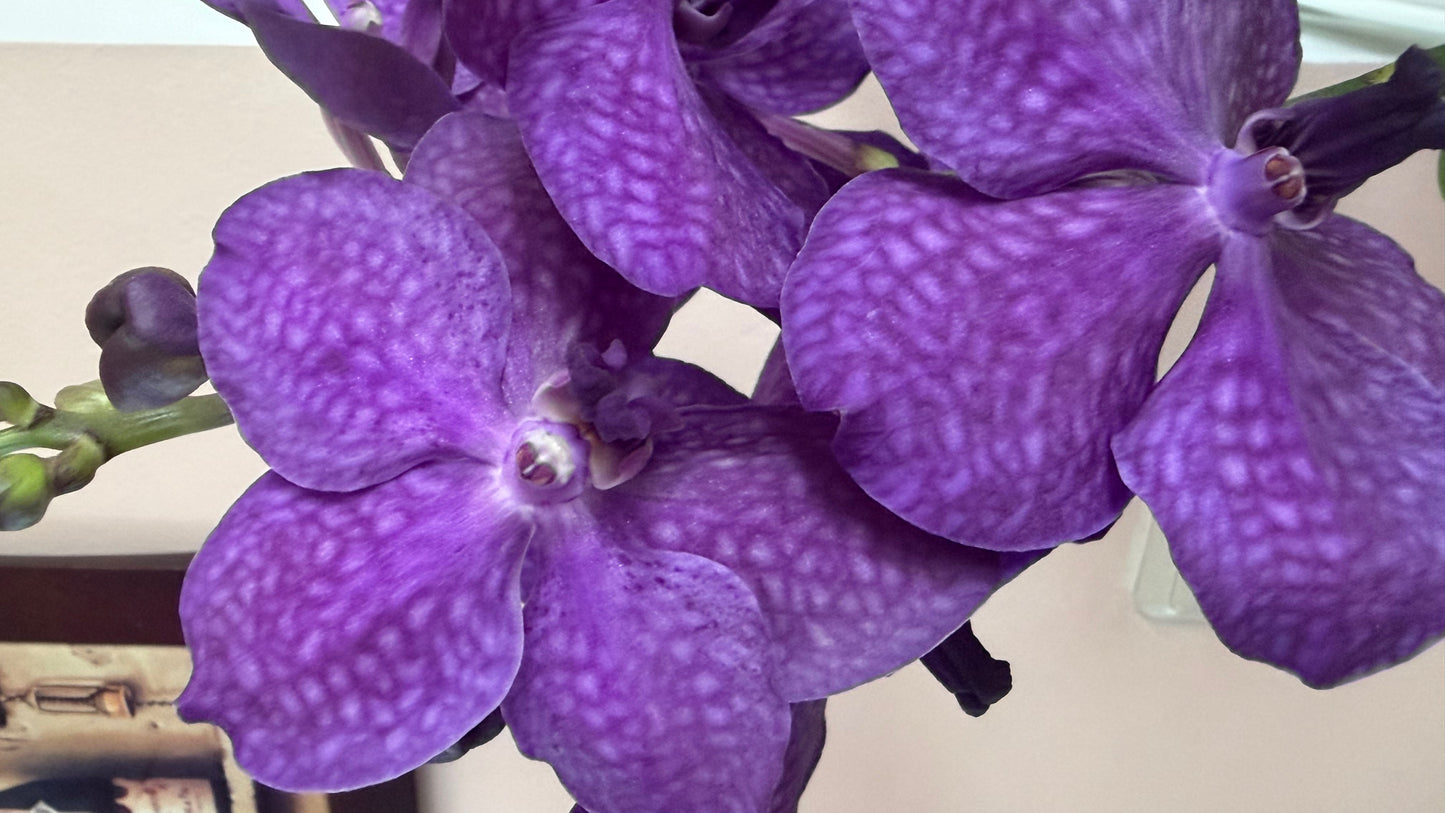 Vanda Hybrid Orchid – Bare Root 40cm | 1, 2 or 4 Plants