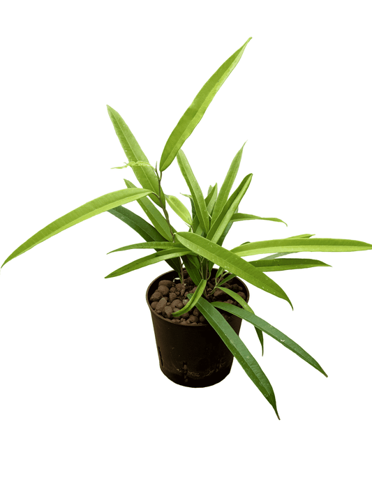 Ficus 'Amstel Gold'