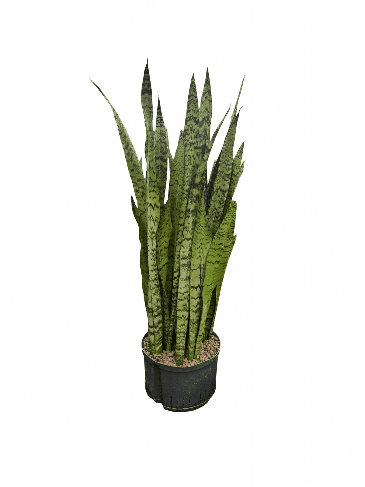 Sansevieria 'Zeylanica'