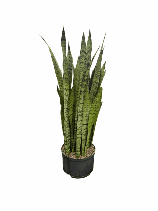 Sansevieria 'Zeylanica'