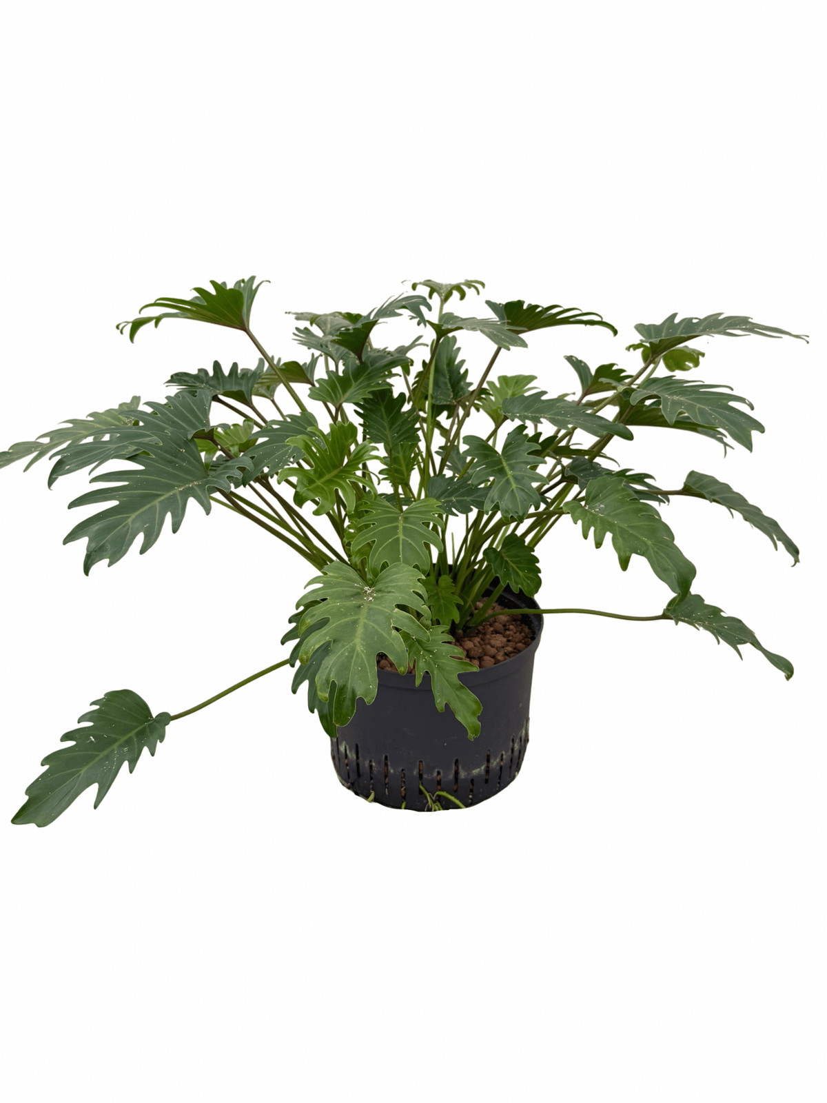 Filodendro 'Xanadu'