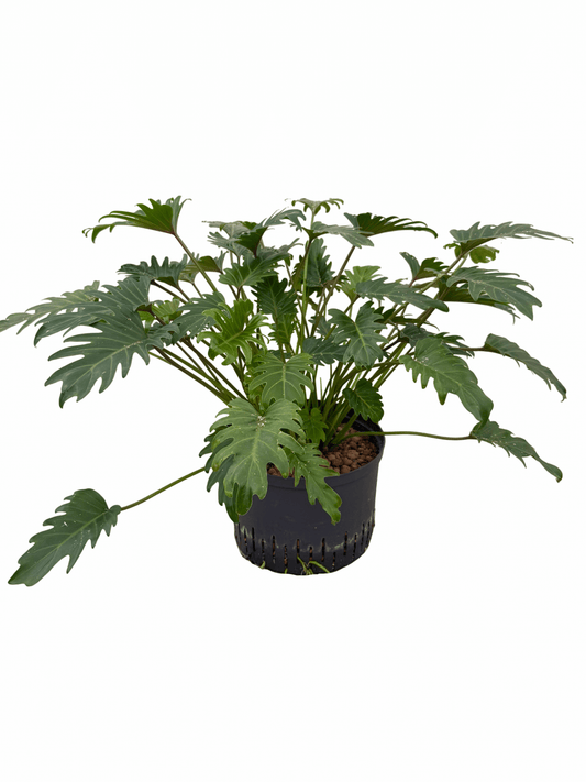 Filodendro 'Xanadu'