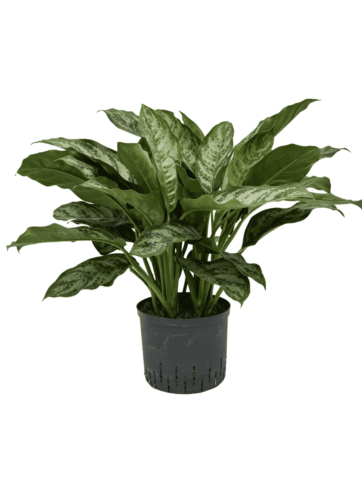 Aglaonema 'Chantal'