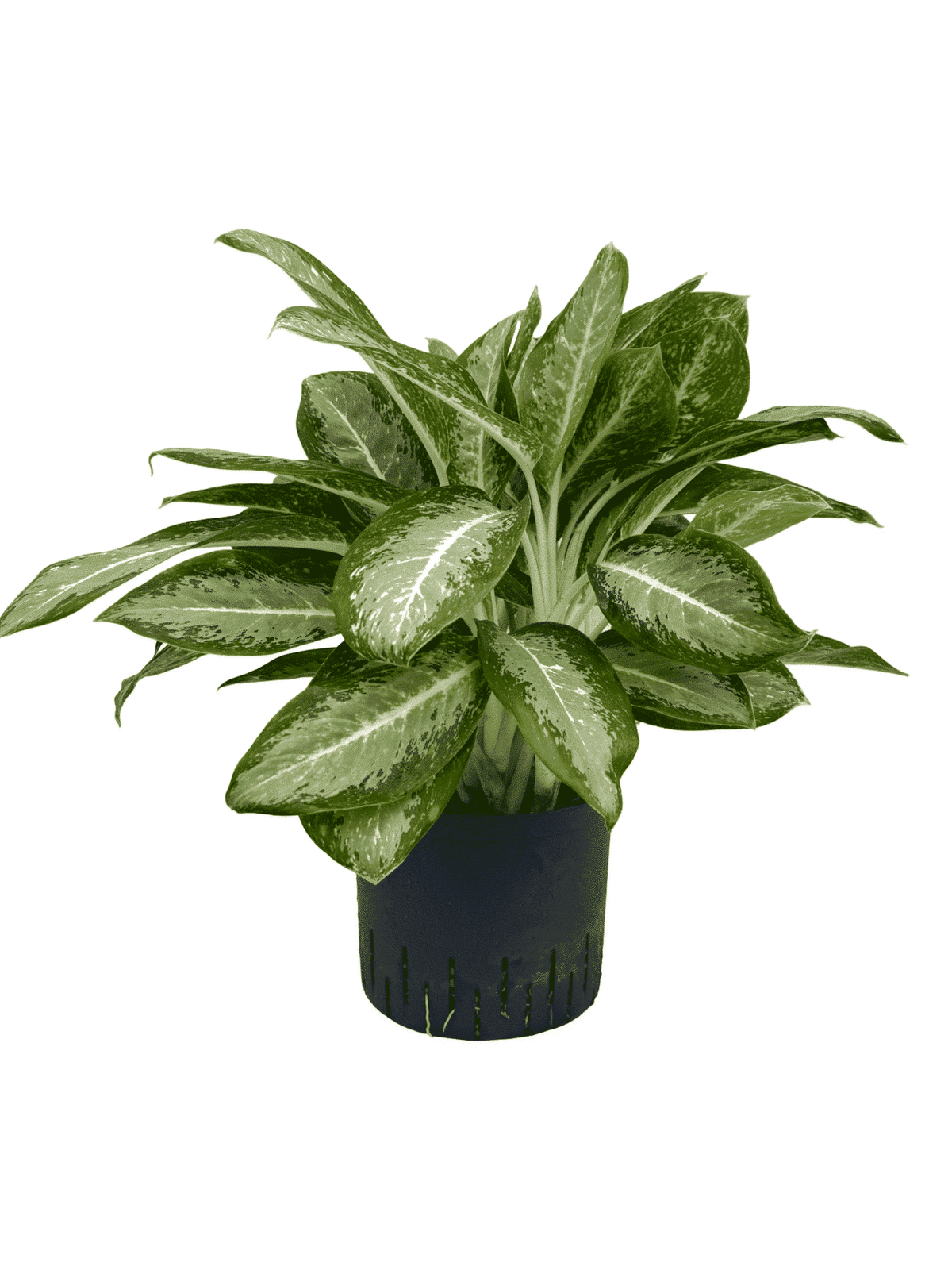 Aglaonema 'Anouk'