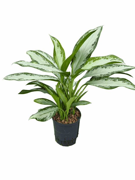 Aglaonema 'Emerald Bay'
